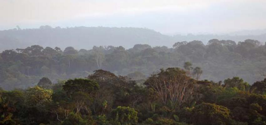 aidesep carta abierta pirateria carbono Carta abierta: ¡Alto a la piratería de carbono! Sanciones, equidad y derechos en REDD+