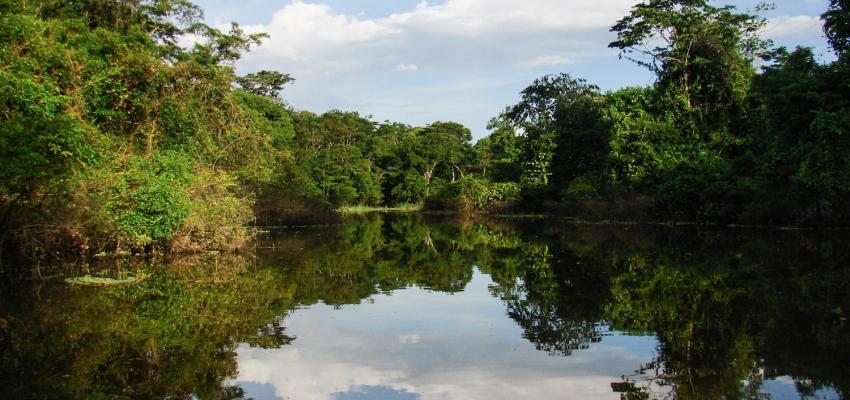 bosques carbono areas naturales protegidas cambio climatico amazonia colombia 5 0 ¡AIDESEP exige que el Registro Nacional de Medidas de Mitigación respete los derechos indígenas!