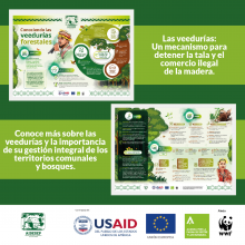 Infografía: Conociendo las Veedurías Forestales