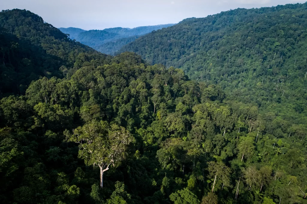 bosque amazonico Organizaciones indígenas nacionales rechazan la modificatoria de la Ley Forestal que atenta contra los derechos indígenas