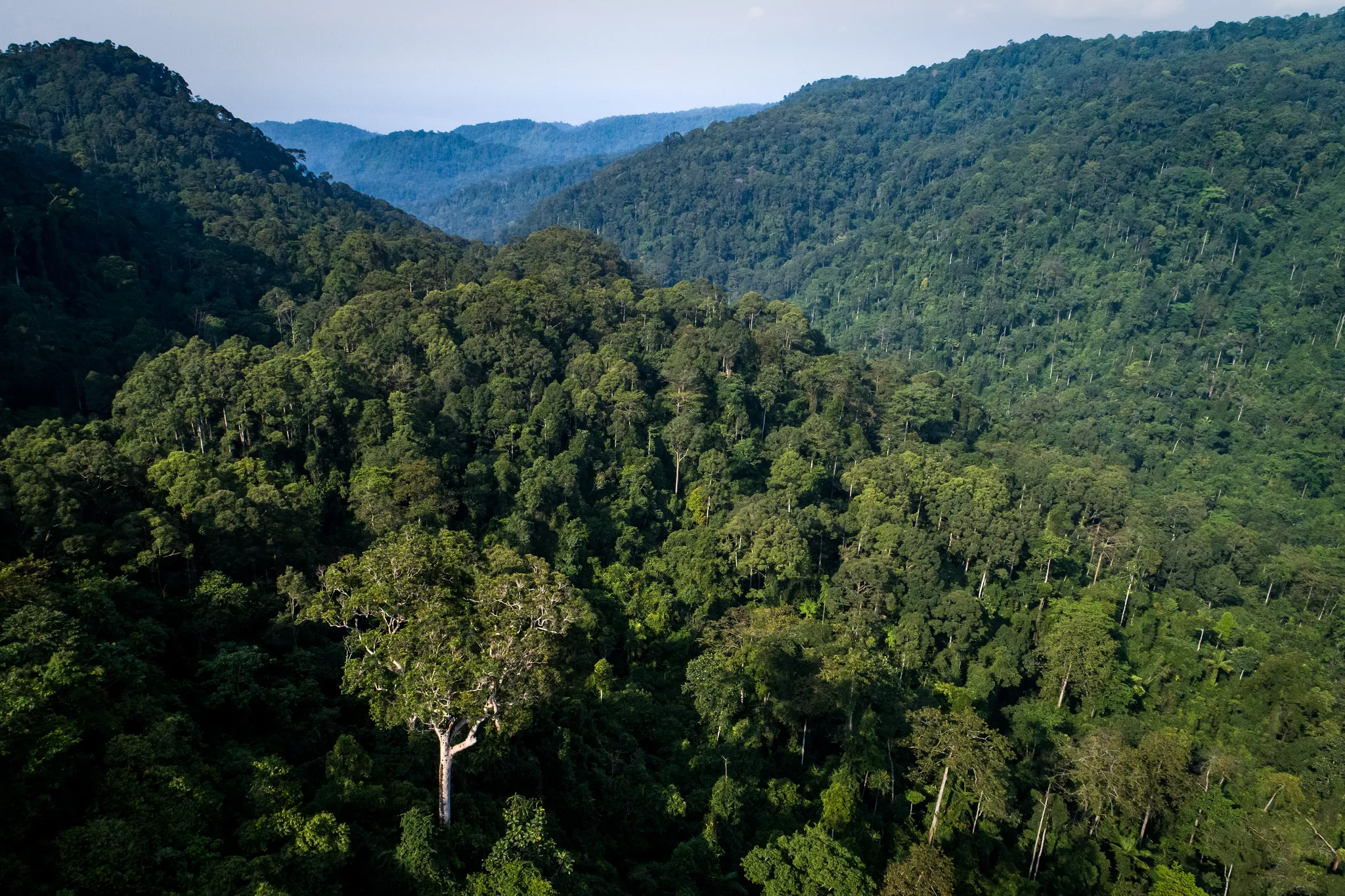 Organizaciones indígenas nacionales rechazan la modificatoria de la Ley  Forestal que atenta contra los derechos indígenas - AIDESEP