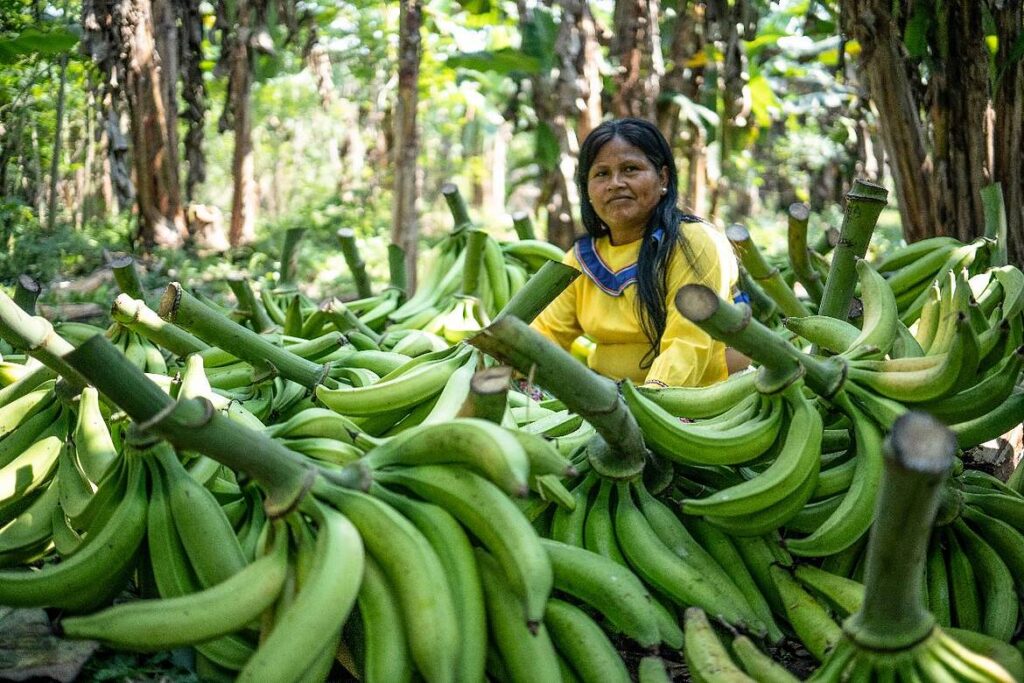 Koshicoop 1 Koshicoop: saberes ancestrales del pueblo Shipibo-Konibo para una agricultura amigable con el medio ambiente