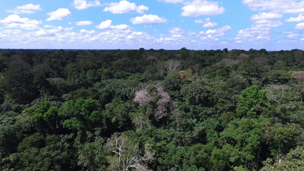 Bosque 1 Pueblos indígenas piden a la Unión Europea respeto de derechos reconocidos en Directiva sobre Diligencia debida de las Empresas en materia de Sostenibilidad