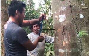 Muestreo de núcleos de árboles. Fernanda Machicao