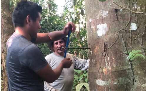 Muestreo de núcleos de árboles. Fernanda Machicao